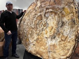 Designation: Slab 2C Giant Sequoias Petrified Wood Table. An Investment in Natural History. A 38-Million-Year-Old Prehistoric Sequoia.